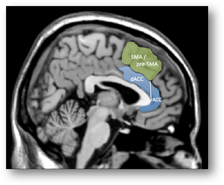 Сма мозга. Sma Brain. Pre-supplementary Motor area.